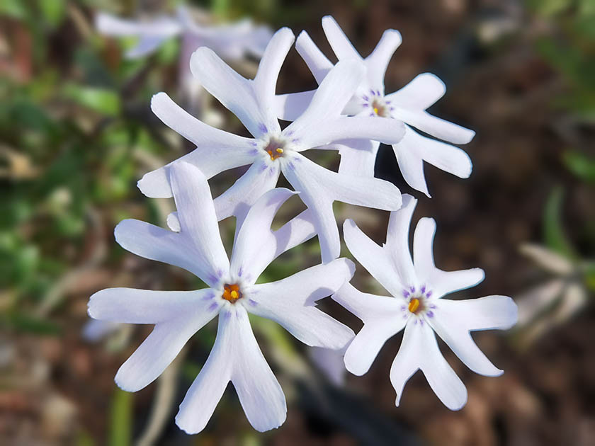 Phlox bifida 'Frohnleiten'